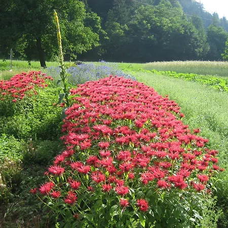 팜스테이 Klausmoarhof *